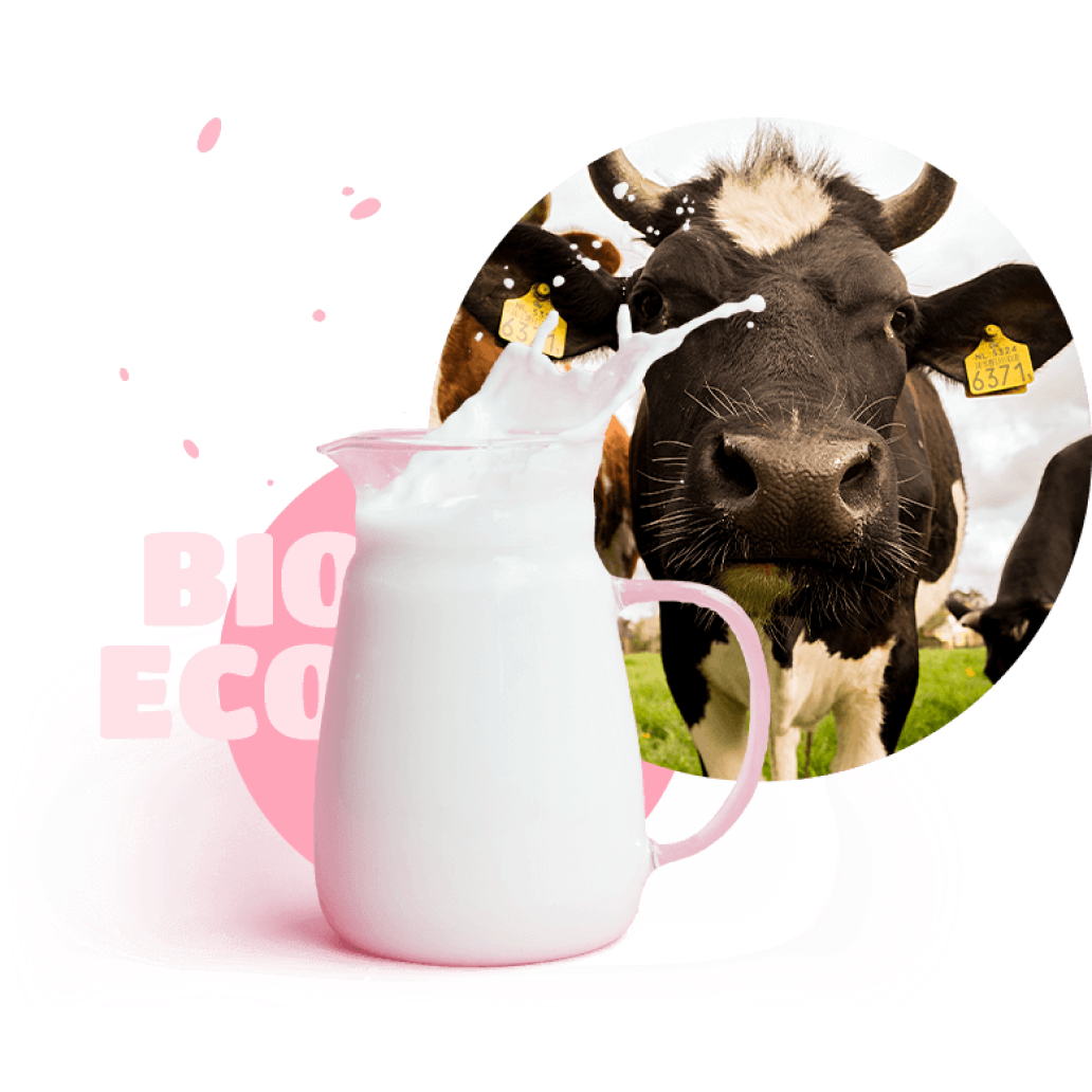 milk-cow